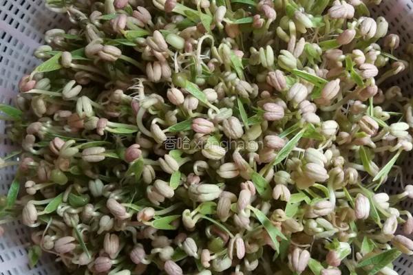 自制绿豆芽