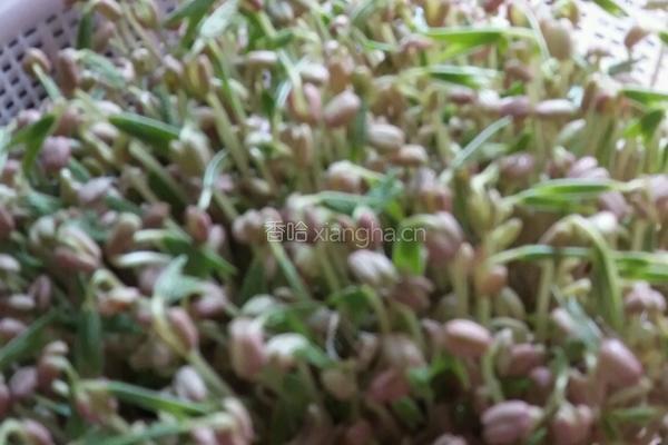 自制绿豆芽的做法图解5