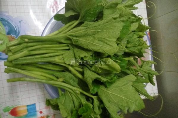 白灼南瓜苗的做法图解1