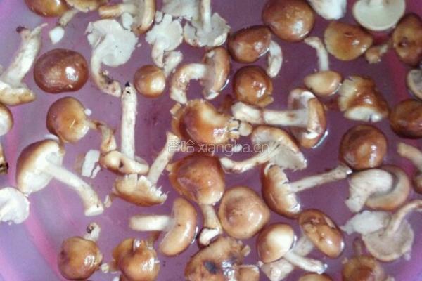 香菇炖土鸡的做法图解4