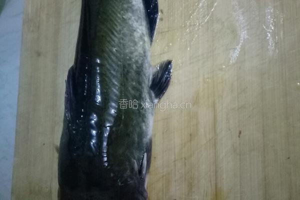 番茄鮰鱼汤的做法图解1