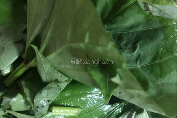 清炒地瓜叶的做法图解2