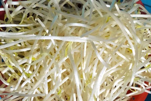 炒豆芽的做法图解1