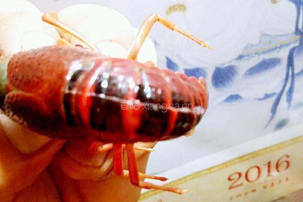 蒜泥龙虾的做法图解3
