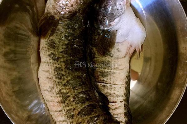 烤箱烤黑鱼的做法图解1