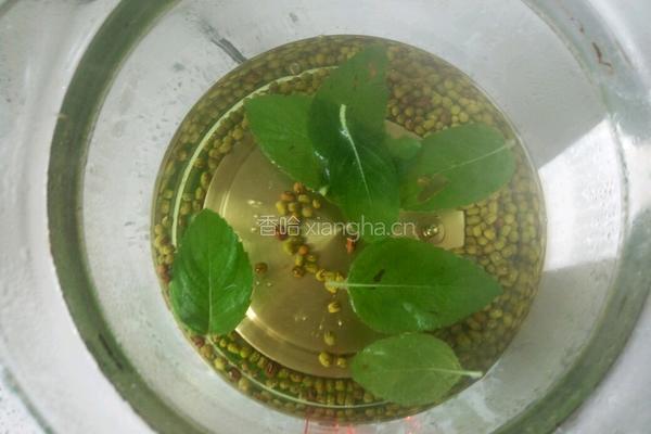 薄荷水的做法图解5