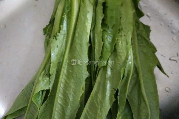 豆豉油麦菜的做法图解1
