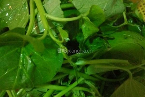 辣椒炒红番叶的做法图解1