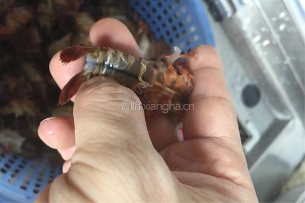 十三香龙虾的做法图解2