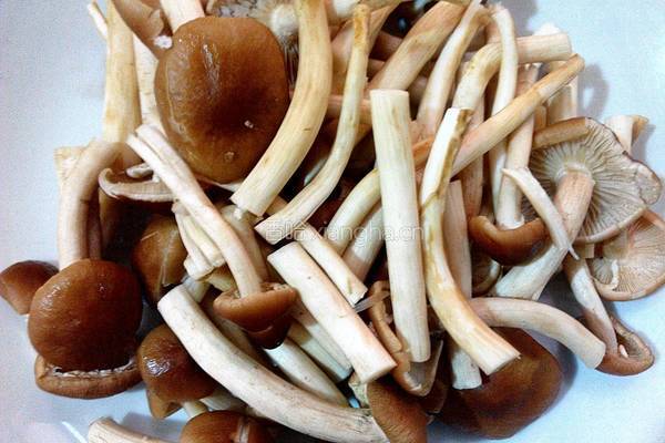 茶树菇烧木耳的做法图解1