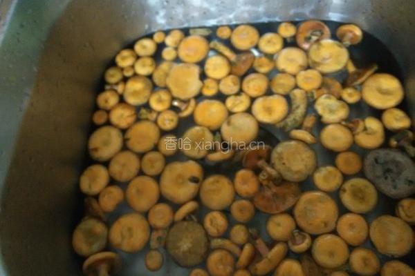 枞树菌炖肉丸的做法图解2