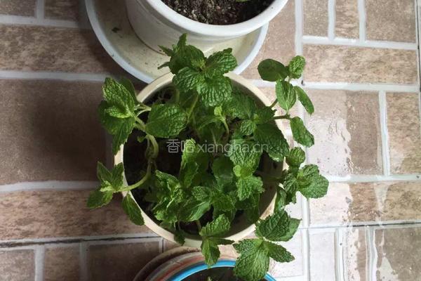 绿豆薄荷汤的做法图解3