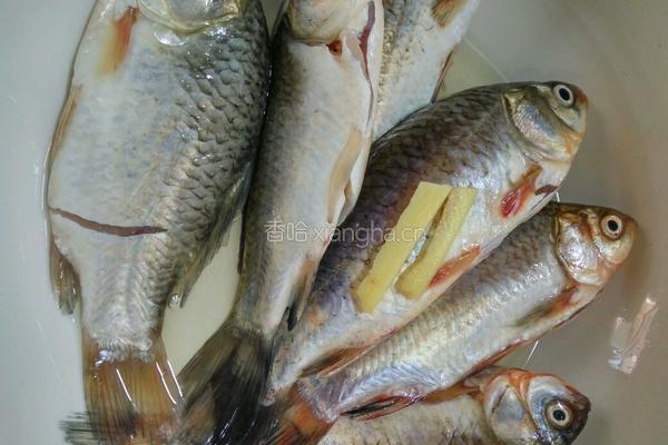野生鲫鱼豆腐汤的做法图解3
