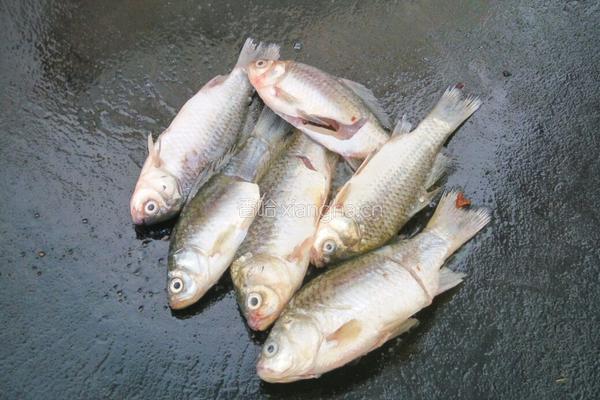 野生鲫鱼豆腐汤的做法图解5