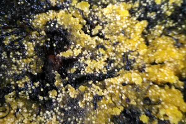 东北熏干豆腐卷的做法图解8