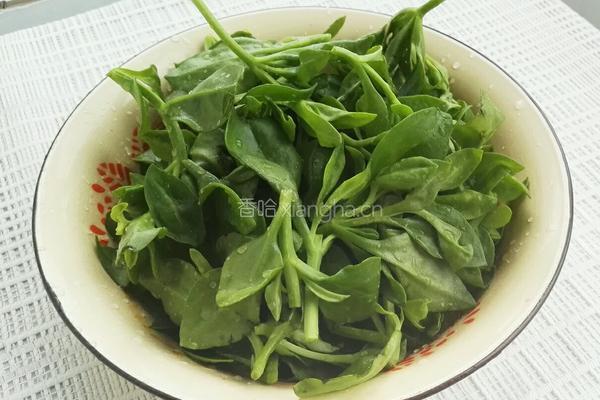 蒜蓉穿心莲的做法图解2