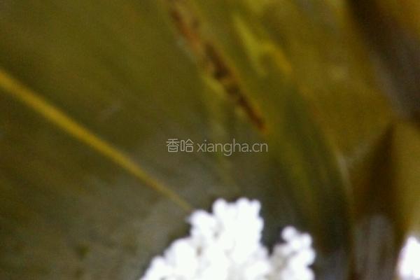 水晶粽子的做法图解7