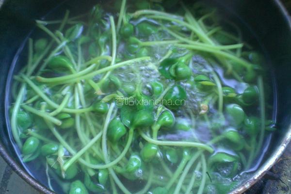 凉拌豆苗的做法图解2