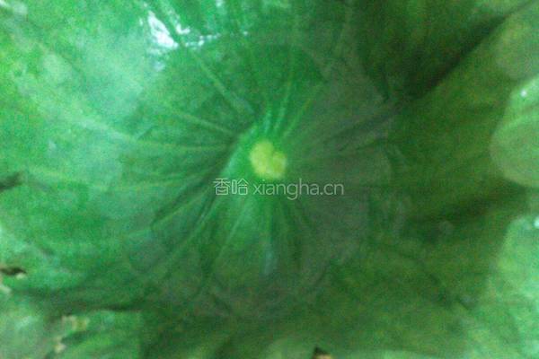 荷叶糯米蒸肉末的做法图解6