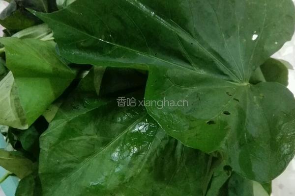 蒸红薯叶的做法图解1