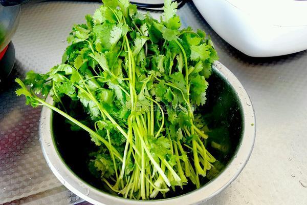 香菜炒鸡蛋的做法图解1