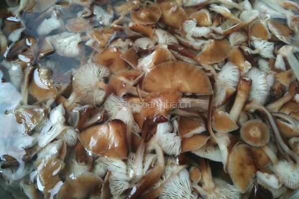 榛蘑炒土豆片的做法图解1