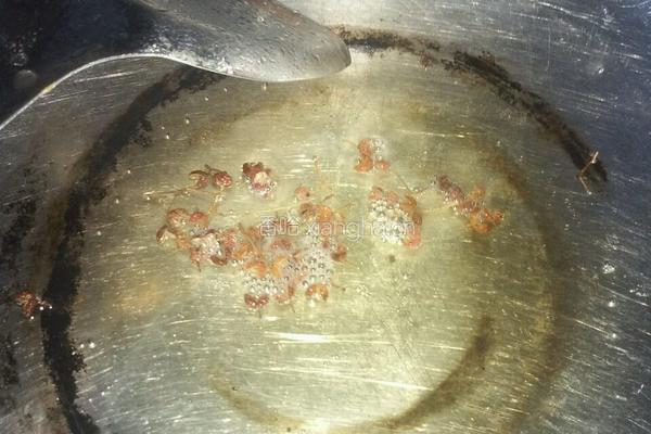 清炖鱼汤的做法图解1