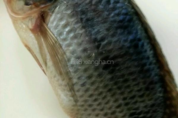番茄烧鱼的做法图解1