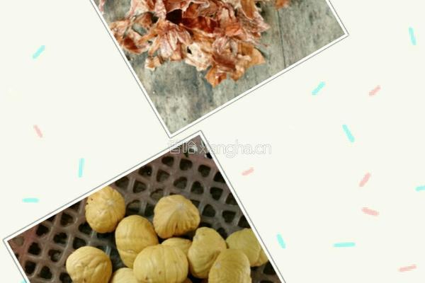 香菇炖板栗鸡的做法图解5