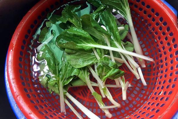 白菜烧豆腐的做法图解2