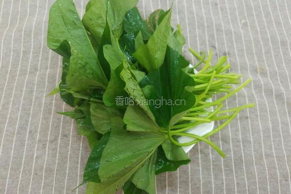 炒红薯叶的做法图解1