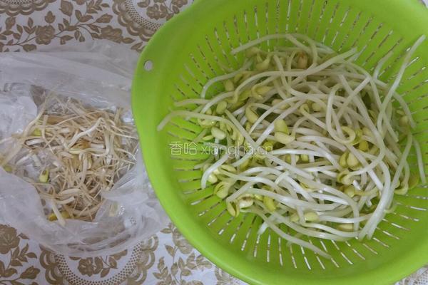 韭菜豆芽的做法图解1