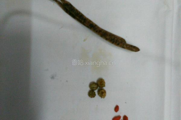 决明子杞菊水的做法图解1