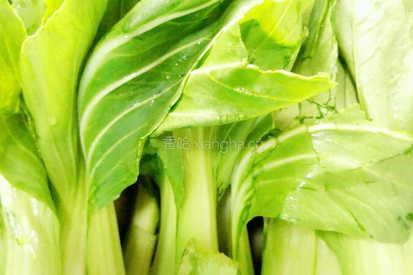 油菜虾仁水饺的做法图解7