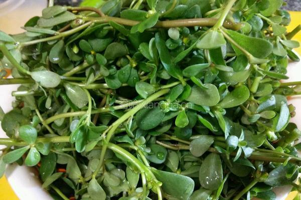 凉拌野菜马齿苋的做法图解1