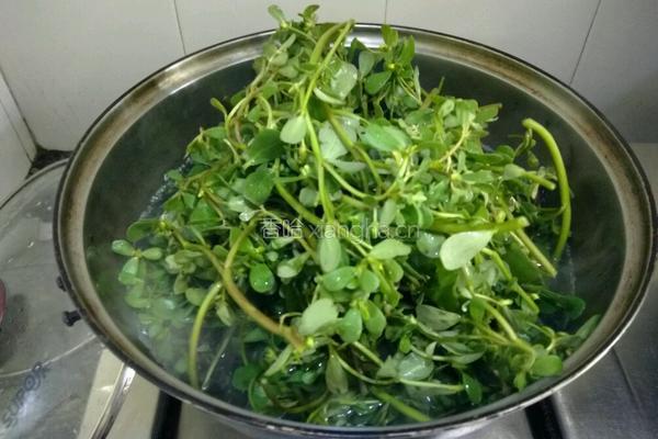 凉拌野菜马齿苋的做法图解2