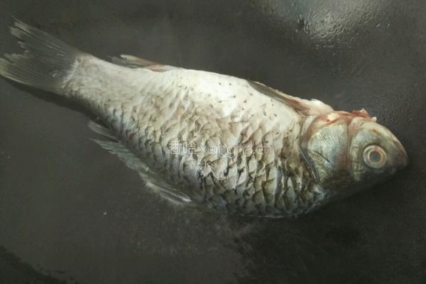 鲫鱼萝卜豆腐汤的做法图解3