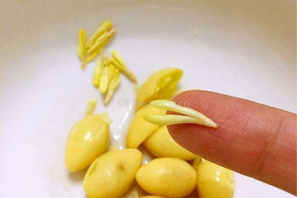 白果腐竹鸡蛋糖水的做法图解3