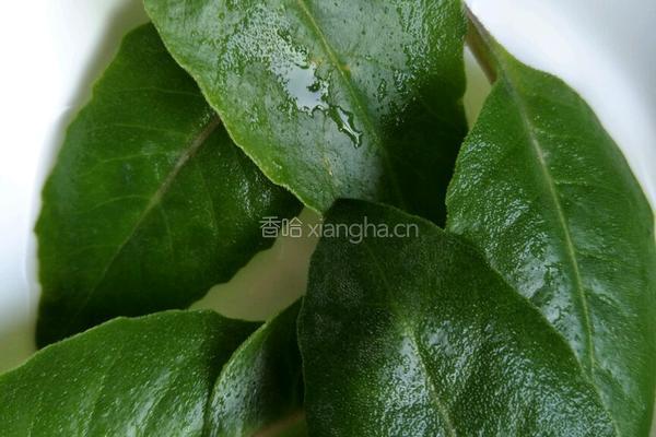 降压除燥海木耳汤的做法图解2