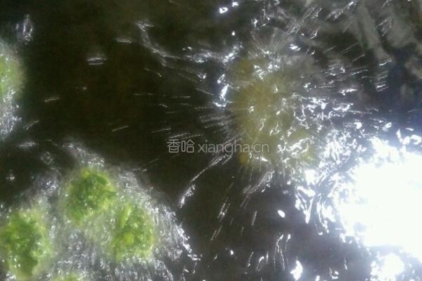 蔬菜丸子的做法图解6