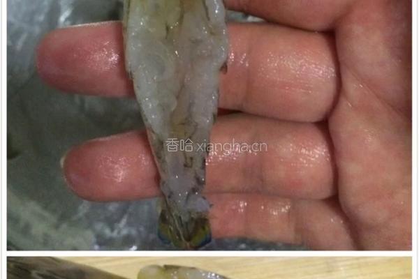 蒜蓉粉丝娃娃菜蒸开边虾的做法图解4