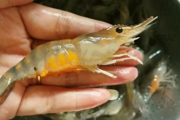白灼盐水沼虾的做法图解4