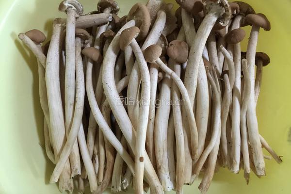 茶树菇炒蛋的做法图解1