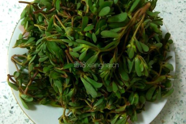 凉拌马齿菜的做法图解1