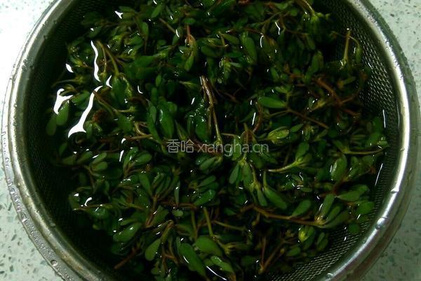 凉拌马齿菜的做法图解2