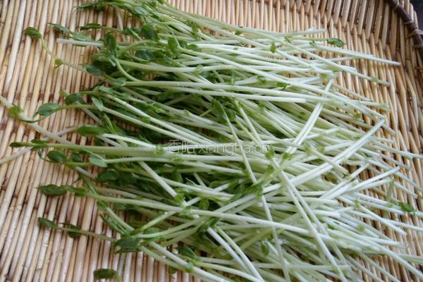 豌豆苗烩豆腐的做法图解1