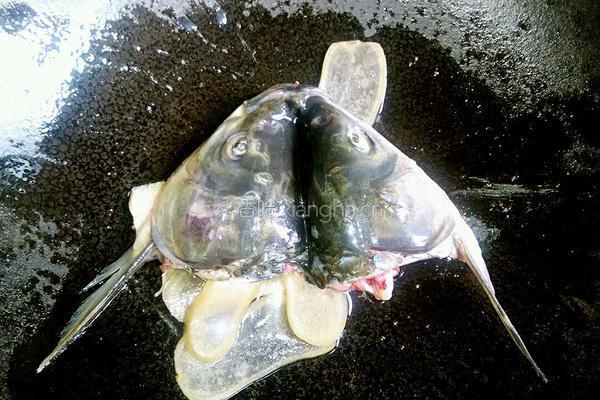 酸汤鱼片的做法图解8