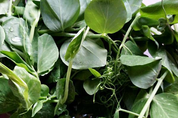 润肠豌豆叶鸡蛋汤的做法图解1