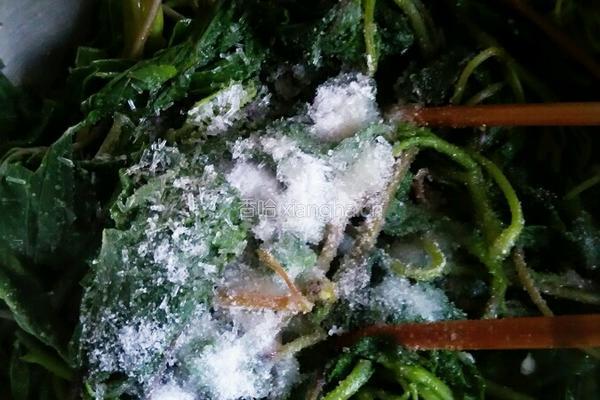 麻将红薯叶的做法图解4