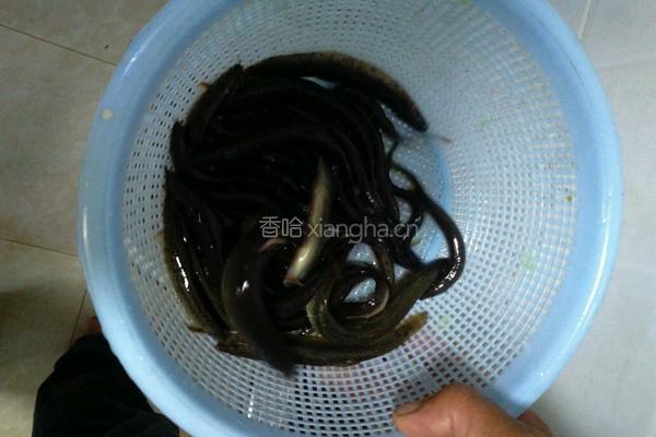 腊肉炖野生泥鳅的做法图解2